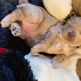 Australian Labradoodle Puppies from Charlotte Labradoodles