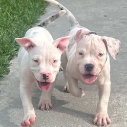 American Bully Puppies from King Bane's Bullies