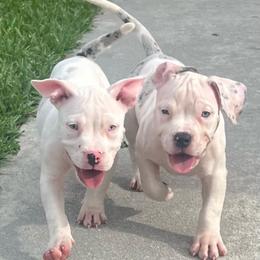 American Bully Puppies from King Bane's Bullies