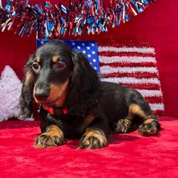 Sawyer - Black and tan male Dachshund puppy in Lincoln, Arkansas from Red Dirt Dachshunds