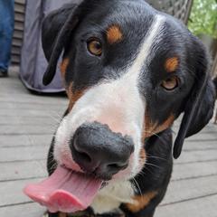 Appenzeller Sennenhunds from Cerberus Farms
