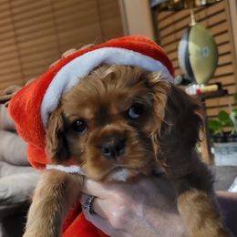 Comet - Ruby Cavalier King Charles Spaniel puppy in West Valley, Utah from Criddle Mountain Cavaliers