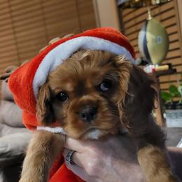 Comet - Ruby Cavalier King Charles Spaniel puppy in West Valley, Utah from Criddle Mountain Cavaliers