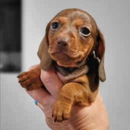 Twix - Chocolate female Dachshund puppy in Mountain Grove, Missouri from Blueprint K9 Dachshunds- www.BlueprintK9.com