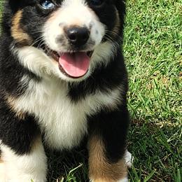Miniature American Shepherds and Miniature Australian Shepherds from Donna baumann