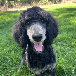Chanterelle - Phantom male Poodle puppy in Arroyo Grande, California from Ever So Clever Poodles