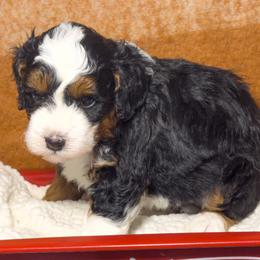 Garnet - Tri-color male Bernedoodle puppy in Bradenton, Florida from Peanut Butter Doodles