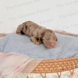 Milan - Dapple female Dachshund puppy in Greenville, North Carolina from The Gorman Farms