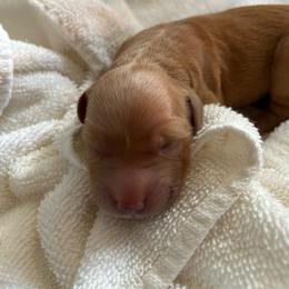 Male 1 - Golden male Golden Retriever puppy in David City, Nebraska from Lucky Penny Goldens