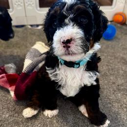 Sturgeon - Tri-color male Bernedoodle puppy in Henrico, Virginia from Paws 4 Doodles, LLC