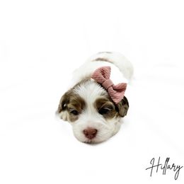 Hillary - choc merle parti (maybe roan) - Merle female Australian Labradoodle puppy in Wamego, Kansas from Doodles of Oz