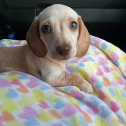 Dachshund, Golden Retriever, and Poodle Puppies from Paragon Puppies