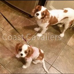 Cavalier King Charles Spaniel Puppies from West Coast Cavaliers
