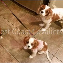 Cavalier King Charles Spaniel Puppies from West Coast Cavaliers