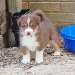 Stag - Red tri-color male Australian Shepherd puppy in Cape Girardeau, Missouri from Promise Keeper Kennel
