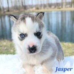 Jasper - Black and white male Siberian Husky puppy in Hebron, Kentucky from Glacier Run Huskies