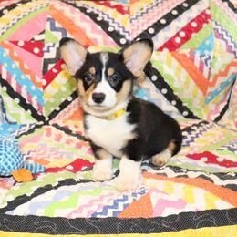 Venom - Black and tan male Pembroke Welsh Corgi puppy in Morton, Mississippi from Crown AB Farms Pembroke Welsh Corgis