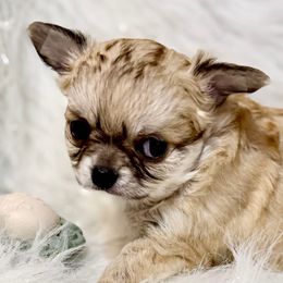 Mona - Fawn female Chihuahua puppy in Allentown, Pennsylvania from Tsunami Cockers & Chihuahuas