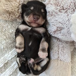 Aussiedoodle and Miniature Schnauzer Puppies from Cedar Creek Ranch