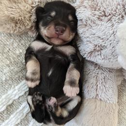 Aussiedoodle and Miniature Schnauzer Puppies from Cedar Creek Ranch