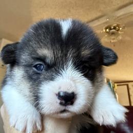 Mickey - Black and tan male Pembroke Welsh Corgi puppy in Griffin, Georgia from Rollnoaks & Cottontail AKC Pembroke Welsh Corgis