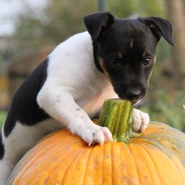 Rat Terrier Puppies from River Ridge Rat Terriers