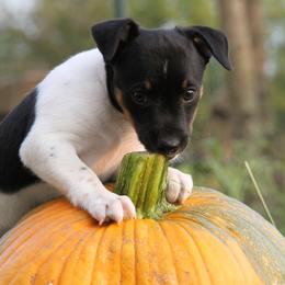 Rat Terrier Puppies from River Ridge Rat Terriers