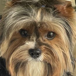Gucci - Biewer Terrier