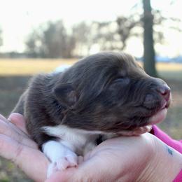 Lala - Red tri-color female Australian Shepherd puppy in Star City, Arkansas from Circle P Farm Australian Shepherds