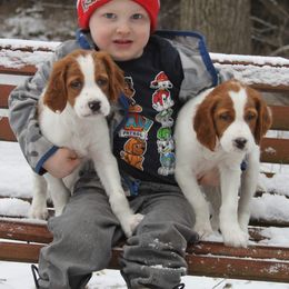 Clumber Spaniel and Irish Red and White Setter Puppies from NyaStar & Chequamegon