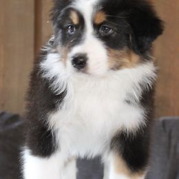 Australian Shepherd Puppies from Riot Austrailan Shepherds