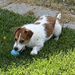 Harry - Russell Terrier