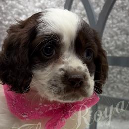 Cockapoos, Dachshunds, and Poodles from The Royal Kennel