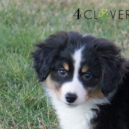 Basset Fauve de Bretagne and Miniature American Shepherd Puppies from 4 Clovers Miniature American Shepherds
