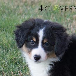 Basset Fauve de Bretagne and Miniature American Shepherd Puppies from 4 Clovers Miniature American Shepherds