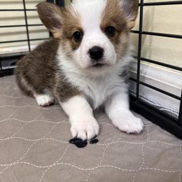 Pembroke Welsh Corgi Puppies from Chases Dream Kennel