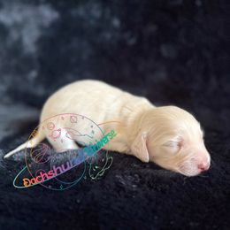 Cetus - Cream male Dachshund puppy in Peyton, Colorado from Dachshund Universe