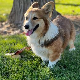 Flossie - Pembroke Welsh Corgi