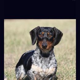 Maybelle - Dachshund