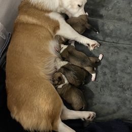 Pembroke Welsh Corgi Puppies from Wiggle Ranch Corgis