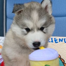 Siberian Husky Puppies from Canace Siberians