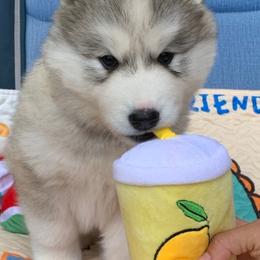 Siberian Husky Puppies from Canace Siberians