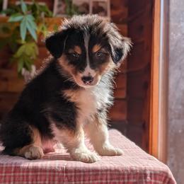 Beau - Black tri-color Australian Shepherd puppy in Corydon, Indiana from Eulenberg Farm Australian Shepherds