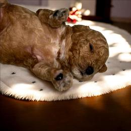 Tiny Aston - Red  male Poodle puppy in Davie, Florida from Dave Poodles