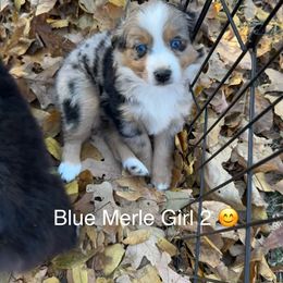 BMF 2 - Blue merle female Miniature American Shepherd puppy in Prairie Grove, Arkansas from IQ Farms