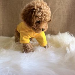 Pekingese, Poodle, and Shih Tzu Puppies from Happy puppies