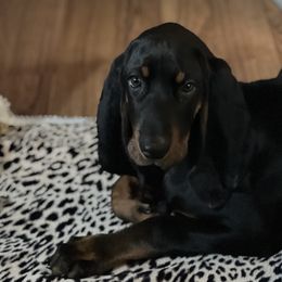 Black and Tan Coonhound All Grown Up from Tinkers hounds