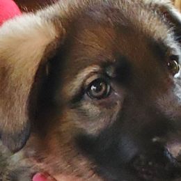 Boy 1 - Black and cream Shiloh Shepherd puppy in New York from Strauss Haus Shepherds