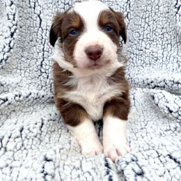 Boy 1 - Australian Shepherd puppy in Stanwood, Michigan from Double T Aussies