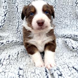 Boy 1 - Australian Shepherd puppy in Stanwood, Michigan from Double T Aussies
